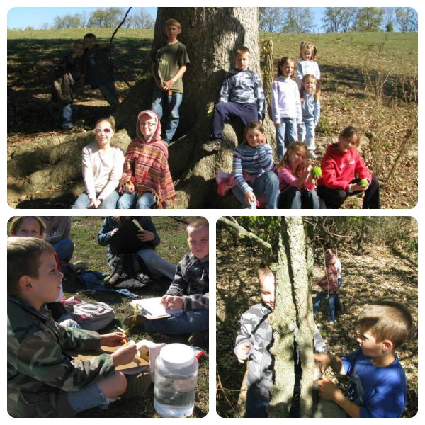 Creation Club Deciduous Trees Activities