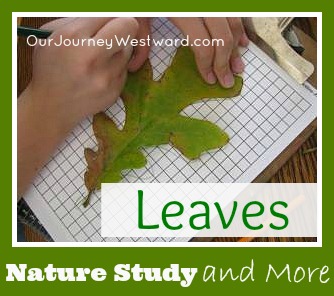 Nature Study and More with Leaves | Our Journey Westward