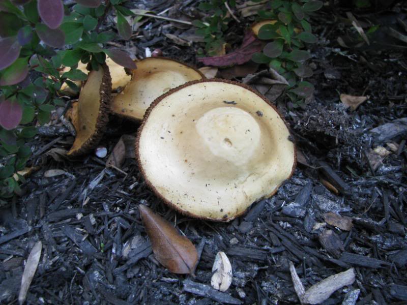 Cowboy Hat Mushroom