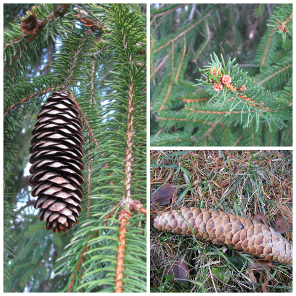 A winter nature walk on the topic of conifers