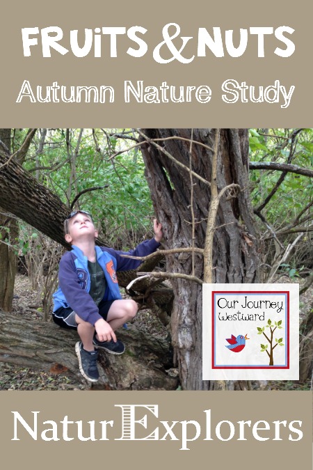 Fruits and Nuts study guide image with little boy sitting on a tree looking up into the branches