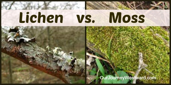 Lichen vs. Moss: What's the Difference?  | Our Journey Westward