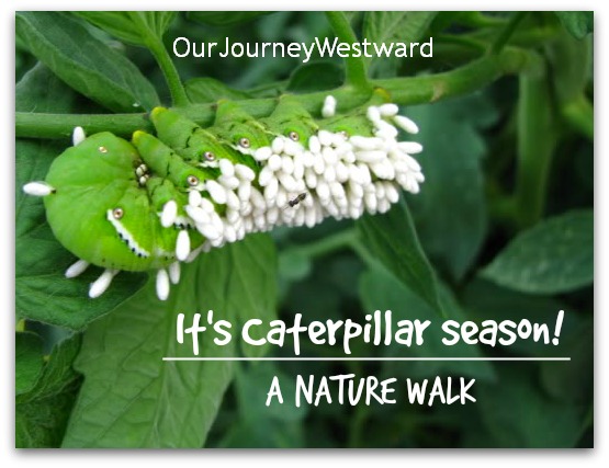 It’s Caterpillar Season…