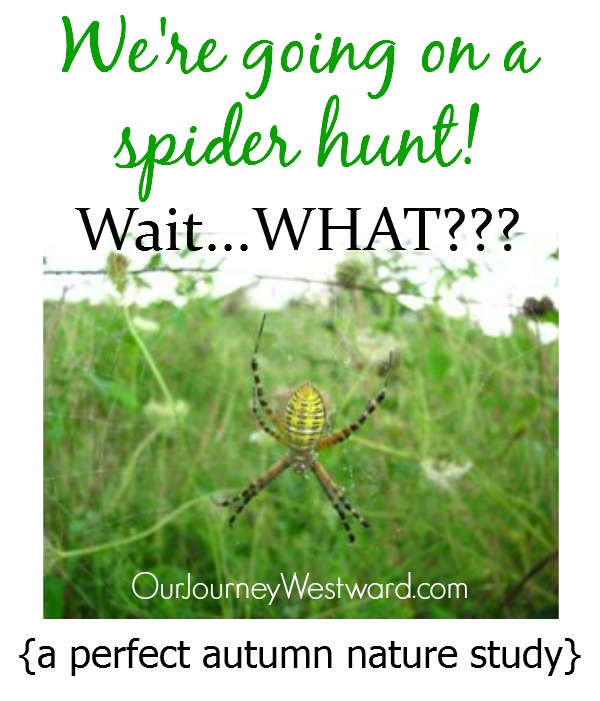 Spiders are the perfect nature study topic for fall - even if you're afraid of them!