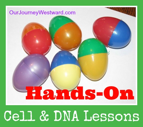 Cells and DNA: Hands On Lessons | Our Journey Westward