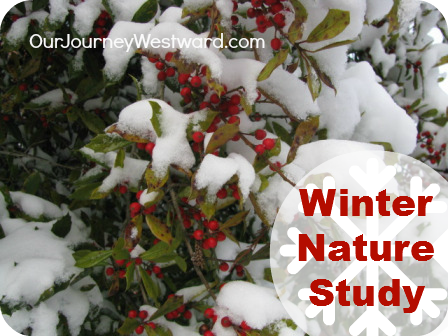 Green leaves with red berries covered in snow