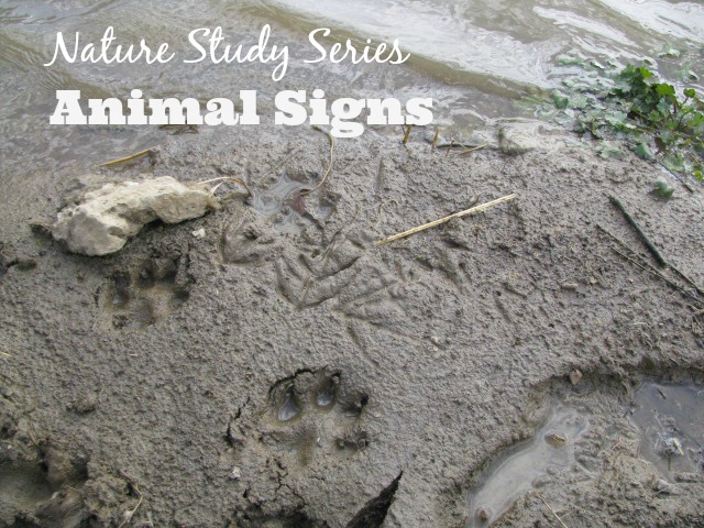 animal prints in soft mud next to a creek. Image used for a series about animal signs.