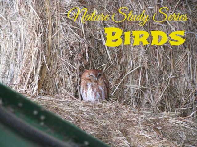 red and white barn owl sitting on hay. For a nature series about birds.