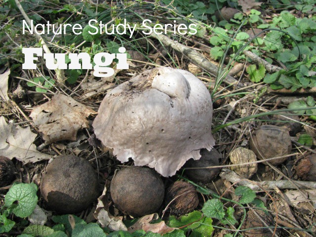 Nature Study: Fungi