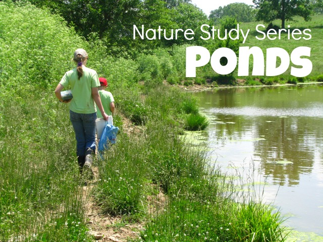 Kids in green shirts walk along a path next to a pond. Used for a nature series about ponds.