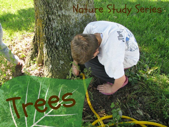 boy crouches next to a tree with a measuring tape. Used for a nature study series about trees.