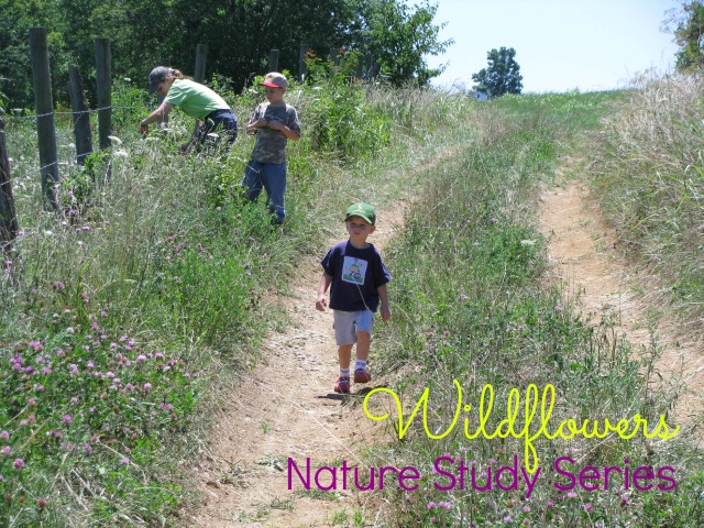 Kids walk along a dirt path stopping to explore wildflowers. For a nature series about wildflowers