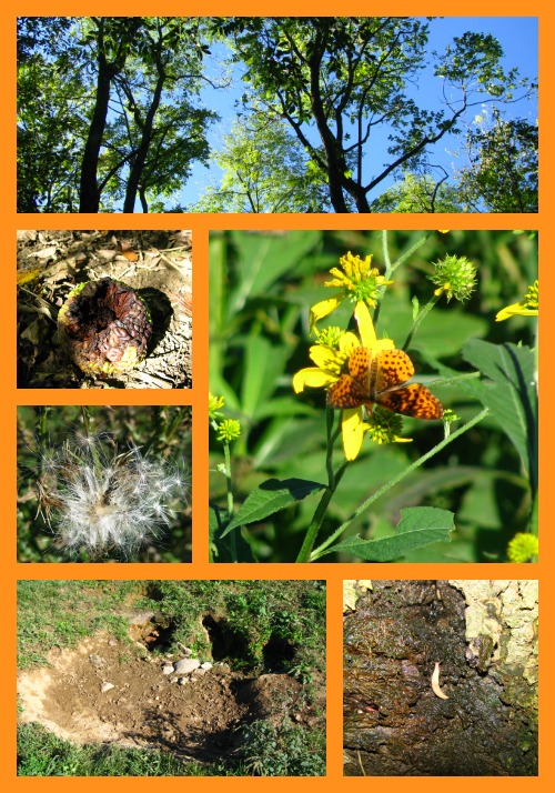 Collage of summer nature including trees, yellow flowers, butterflies, dandelions, and more.