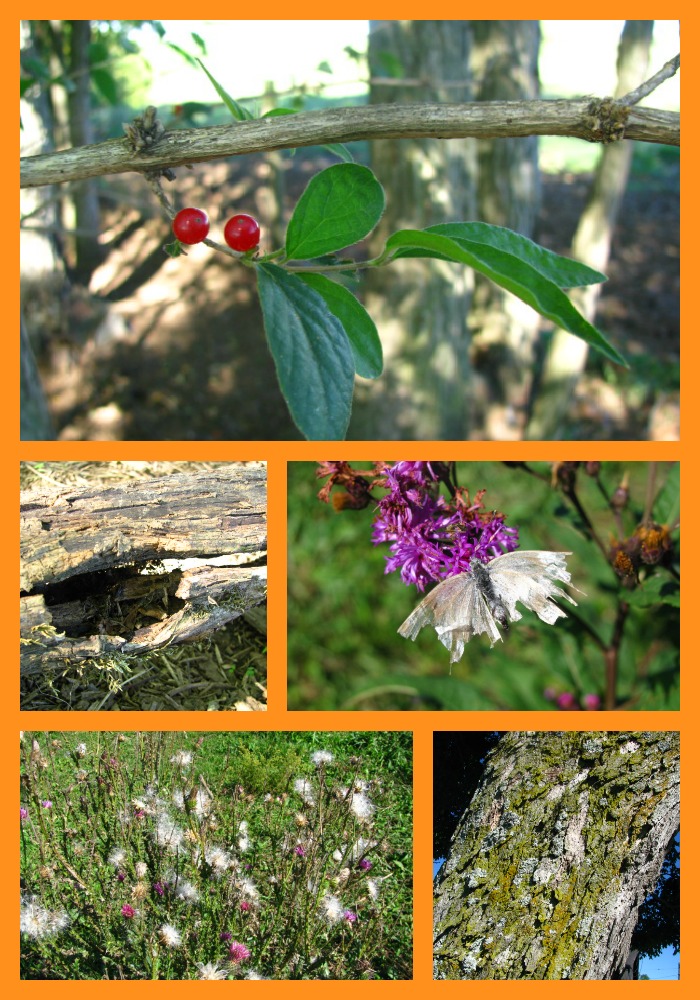 Early fall nature studies are full of opportunities!