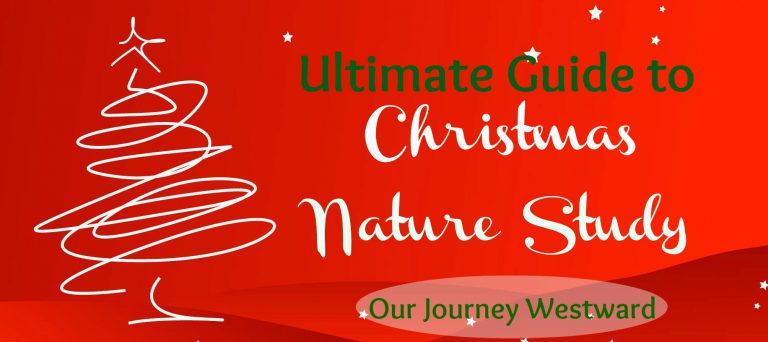 Ultimate Guide to Christmas Nature Study