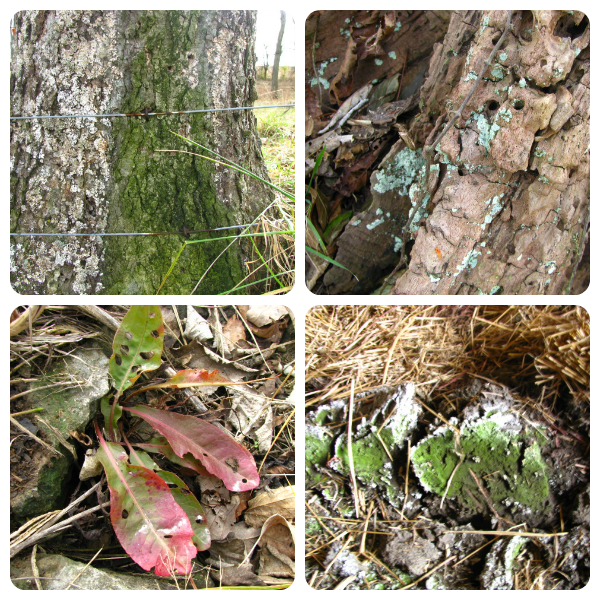 A Christmas-themed nature walk from Our Journey Westward