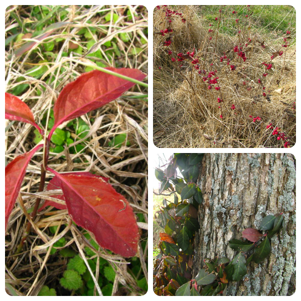 A Christmas-themed nature walk from Our Journey Westward