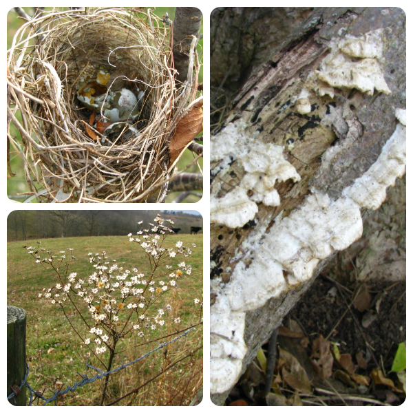 A Christmas-themed nature walk from Our Journey Westward