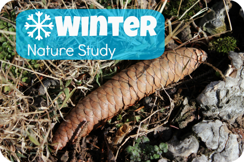 Nature Study: Taking Advantage of Nice Days in Winter