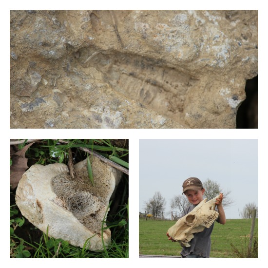 Pond Bones and Fossils | Our Journey Westward