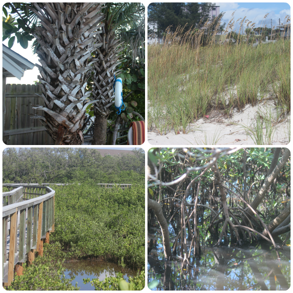 Learning Vacation at Indian Rocks Beach, Florida