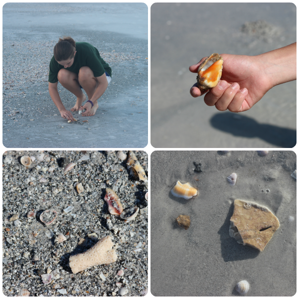 Shelling at Indian Rocks Beach