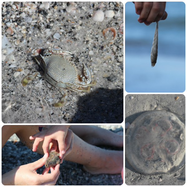 Finding animals at Indian Rock Beach