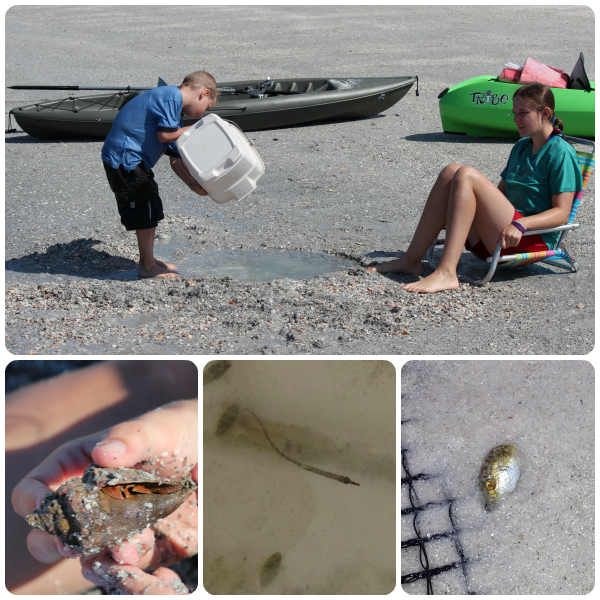 Finding animals at Indian Rocks Beach