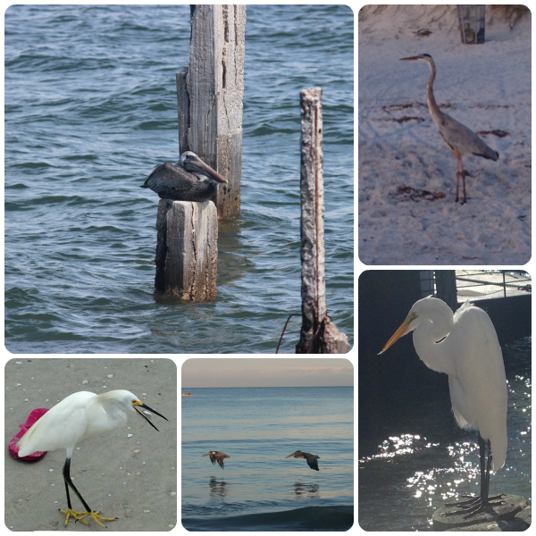 Birds at Indian Rocks Beach