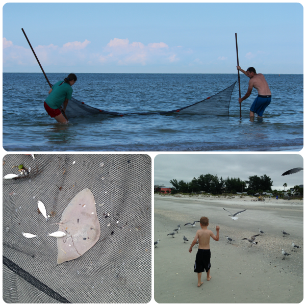 Seining at Indian Rocks Beach