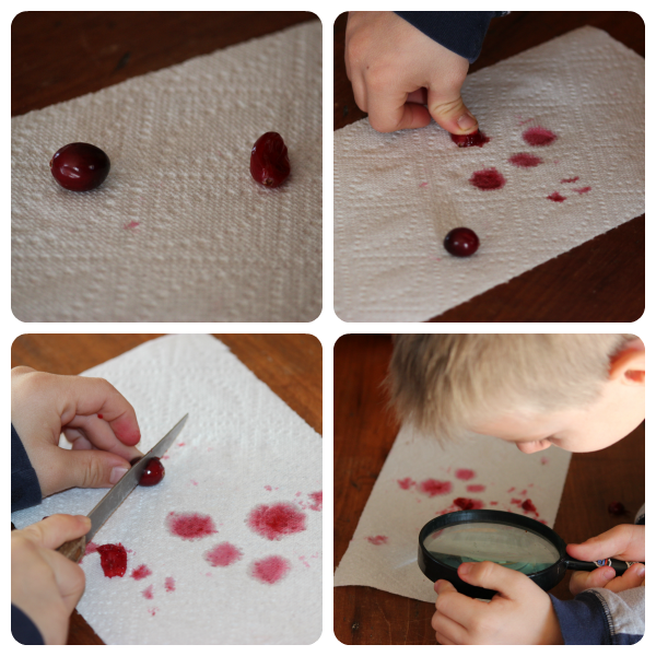 Exploring cranberries - a science study from Our Journey Westward