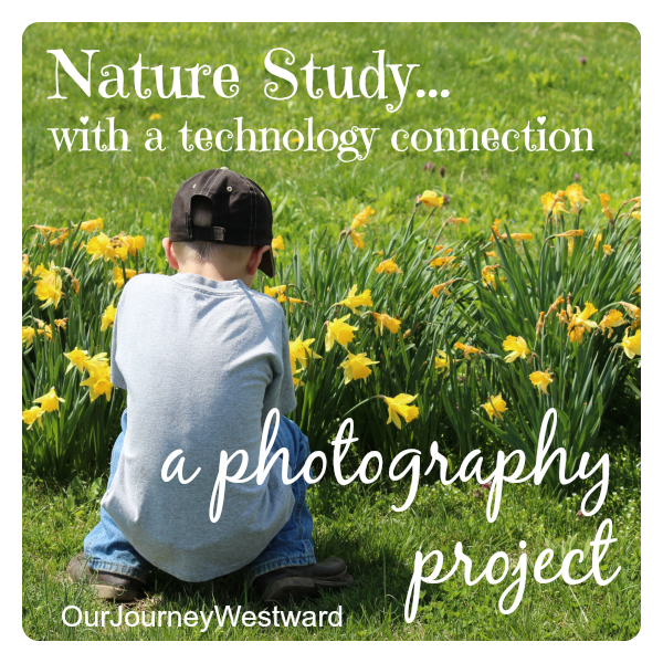 Mature Study with Technology blog image of a little boy bending down to get photos of yellow daffodils