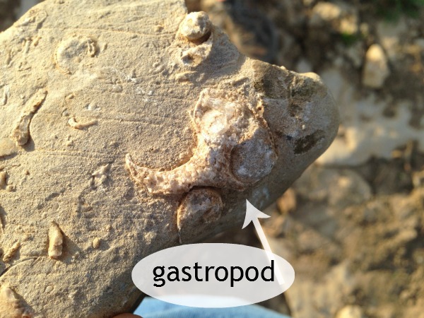 A fossil walk lends itself to a photography research project!