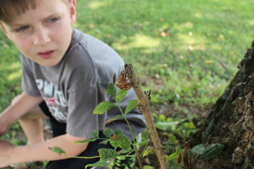 A 2nd Grade Nature Study: Insects