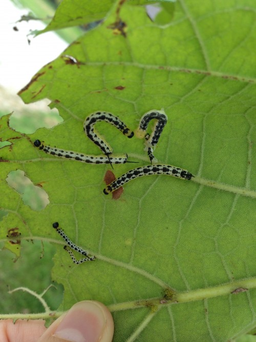 A 2nd Grade Nature Study: Insects