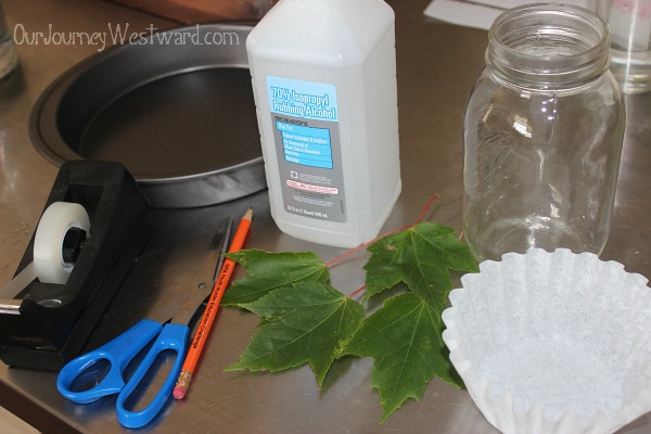 Leaf chromatography: a nature study experiment