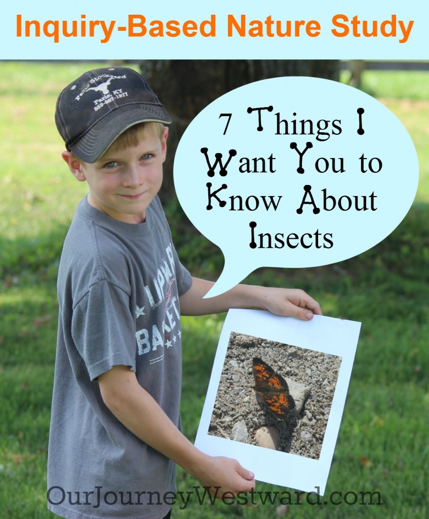 Inquiry-based nature study is a great way to learn about insects. Nature walk activities and living literature suggestions are included!