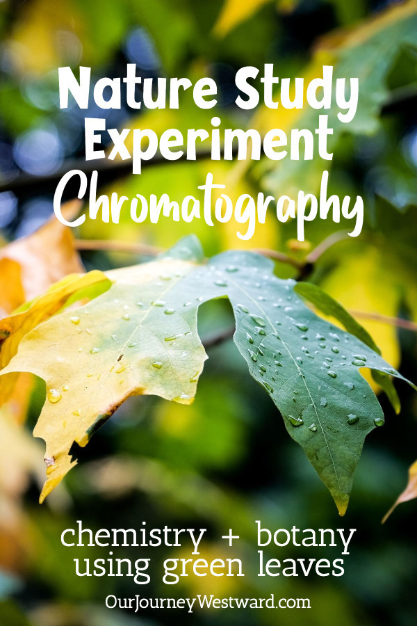 green and yellow leaf advertising a nature experiment on chromatography