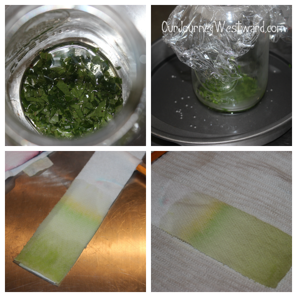 Leaf chromatography: a nature study experiment