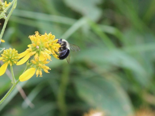 Inquiry-based nature study is a great way to learn about insects.