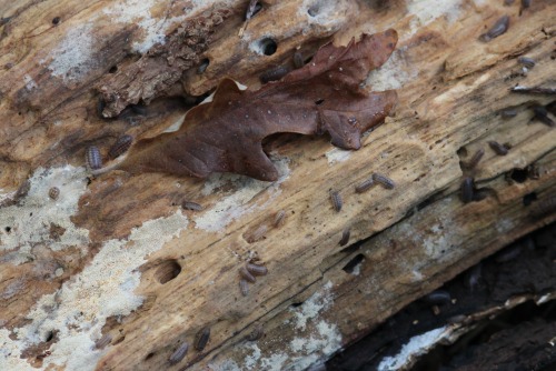 Inquiry-based nature study is a great way to learn about insects.