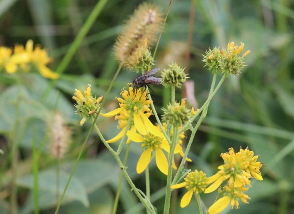 Inquiry-based insect study through nature study