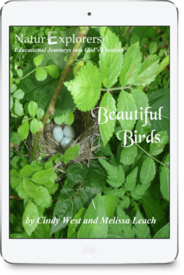 Three blue bird eggs rest in a nest surrounded by greenery on the cover of a nature study about beautiful birds.