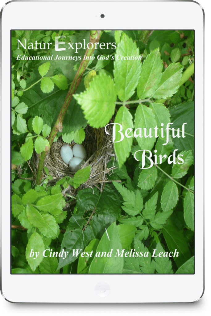 Three blue bird eggs rest in a nest surrounded by greenery on the cover of a nature study about beautiful birds.