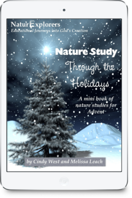 An evergreen tree surrounded by falling snow on the cover of an Advent Nature Study