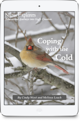 A brown and red female cardinal sits on some snowy tree limbs on the cover of a nature study about coping with the cold.