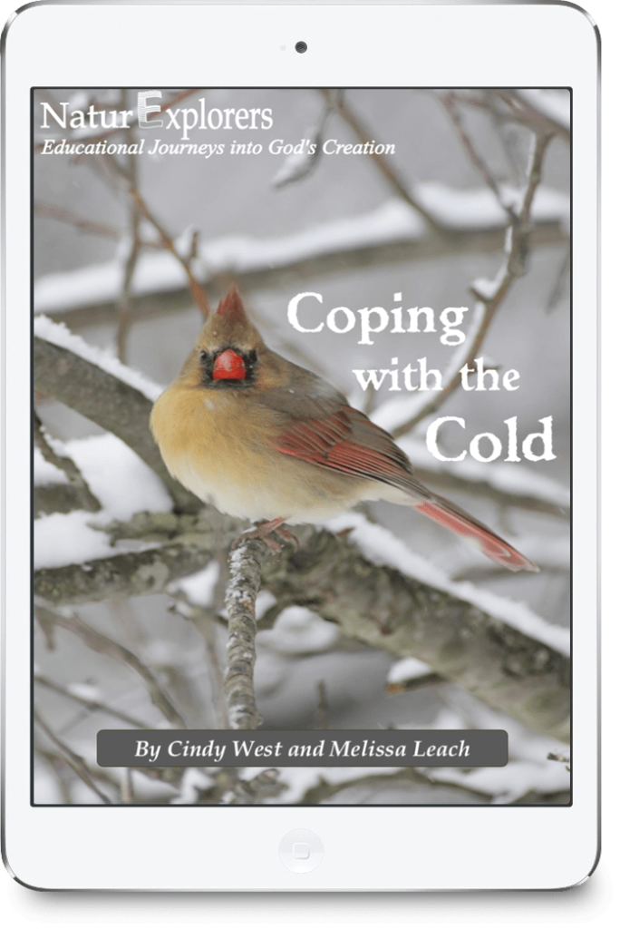 A brown and red female cardinal sits on some snowy tree limbs on the cover of a nature study about coping with the cold.