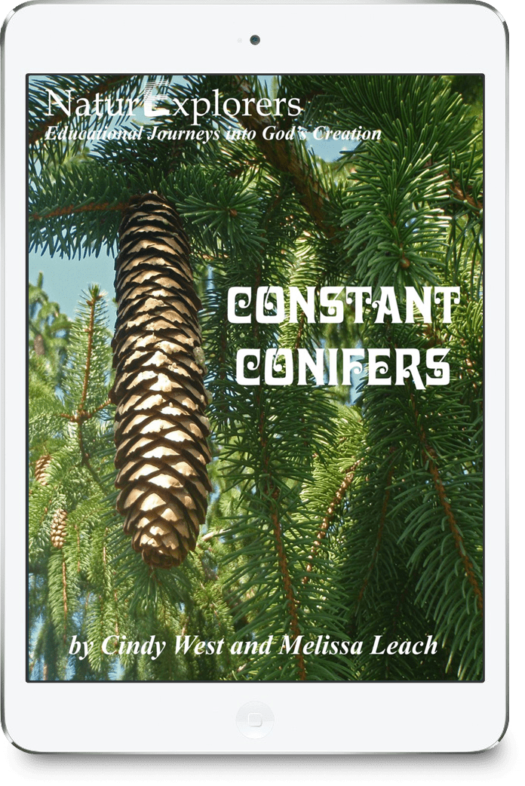An evergreen tree with a large pinecone is on the cover of a nature study about constant conifers.