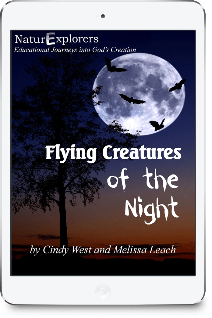 Flying Creatures of the Night Nature Study Science Curriculum