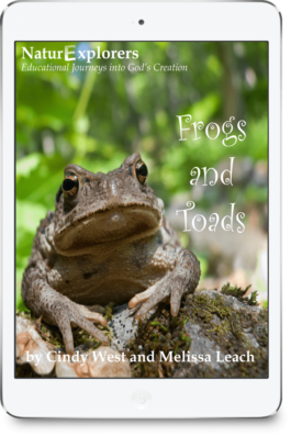 A large toad looks at the camera on the cover of a nature study about frogs and toads.